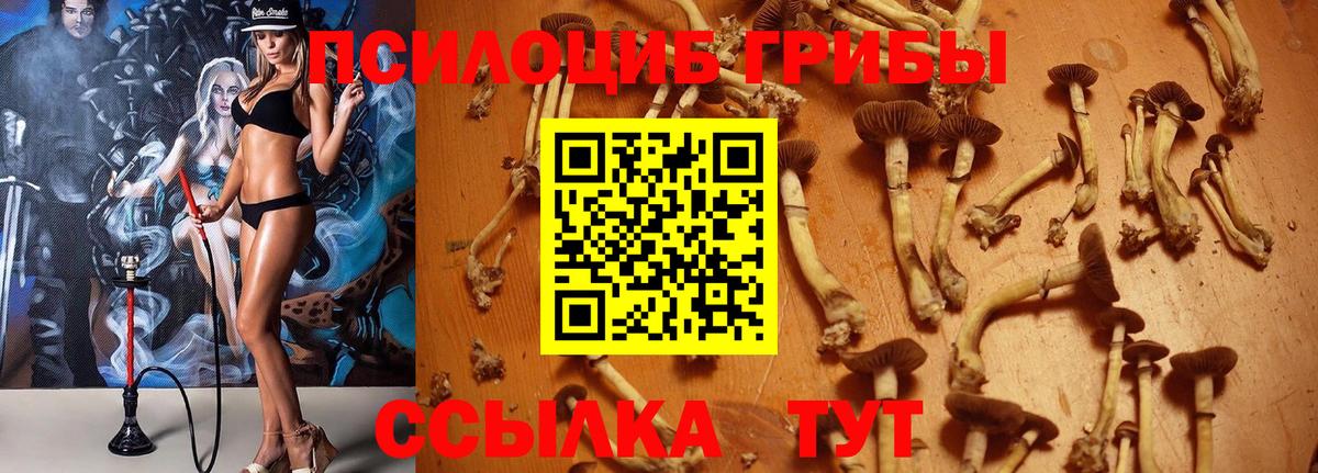 Щёлково  Псилоцибиновые грибы Psilocybine cubensis  Вход с VPN 